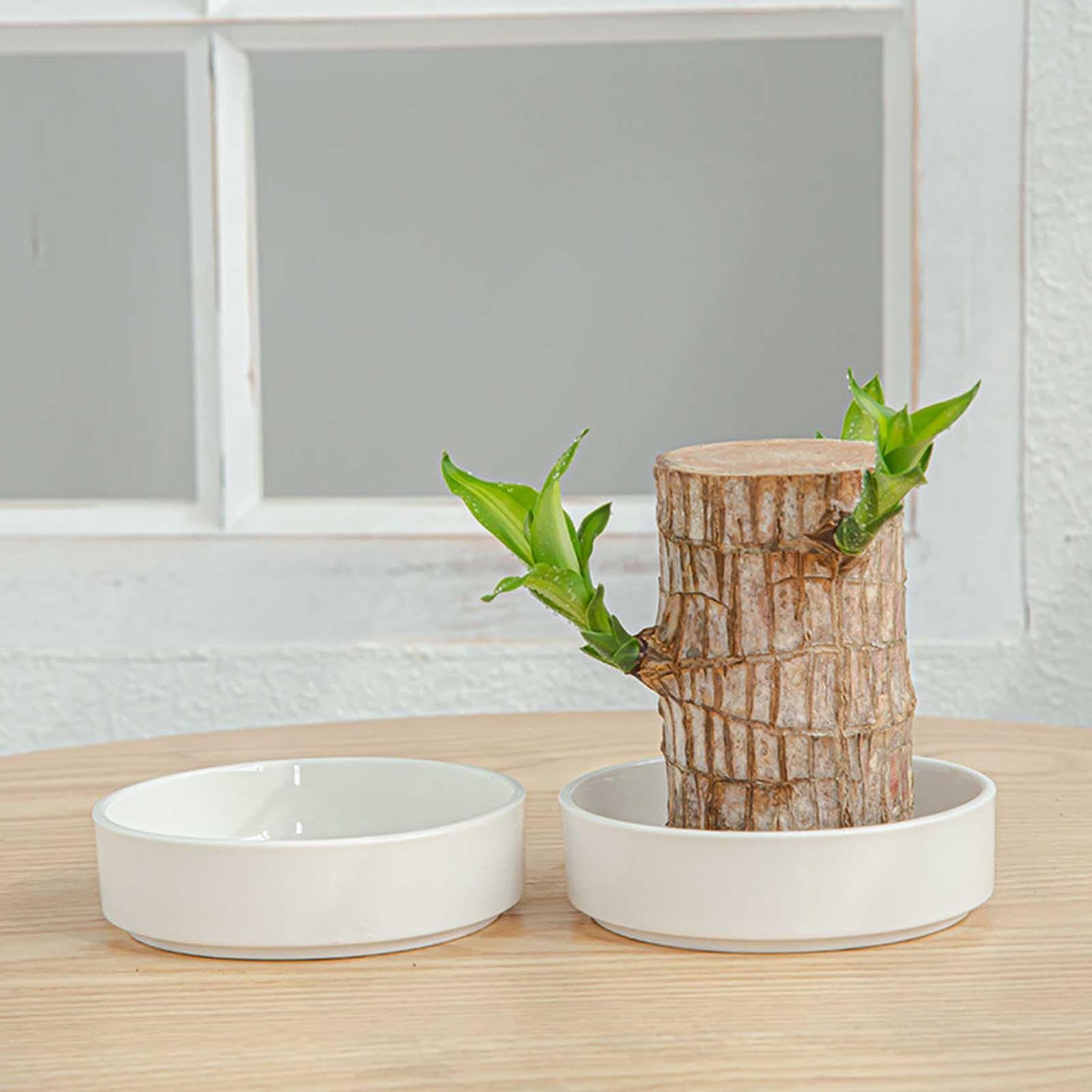 Brazilian Wood Plant - Mini Lucky Wood Home & Desk Decor for Good Fortune | Feng Shui Office & Living Room Decoration (2024 New Arrival)