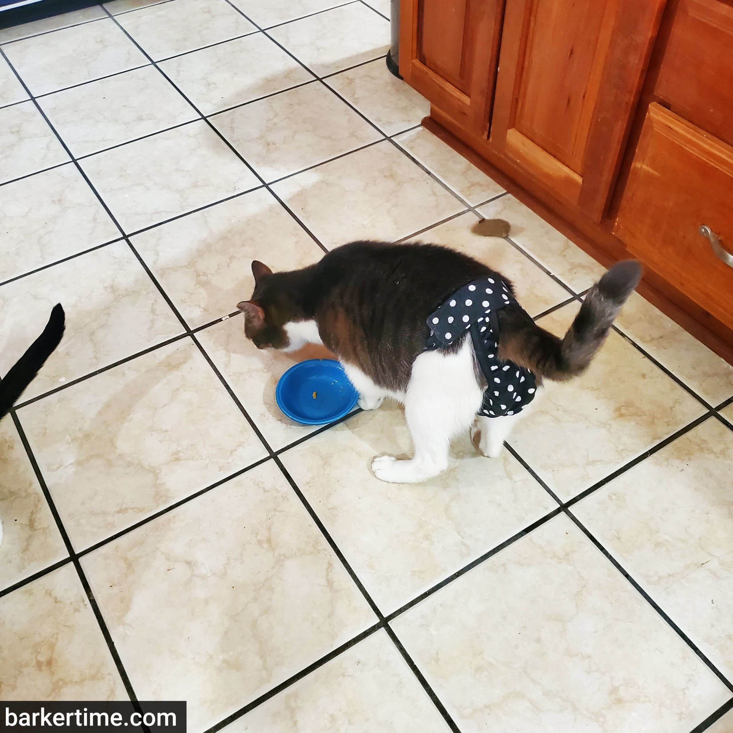 Premium USA-Made Cat Diaper Stud Pants - Black with White Polka Dots, Pull-Up Design for Spraying, Piddling & Incontinent Cats - Comfortable & Absorbent for Outdoor/Indoor Use - Perfect for Travel, Post-Surgery Care & Senior Cats