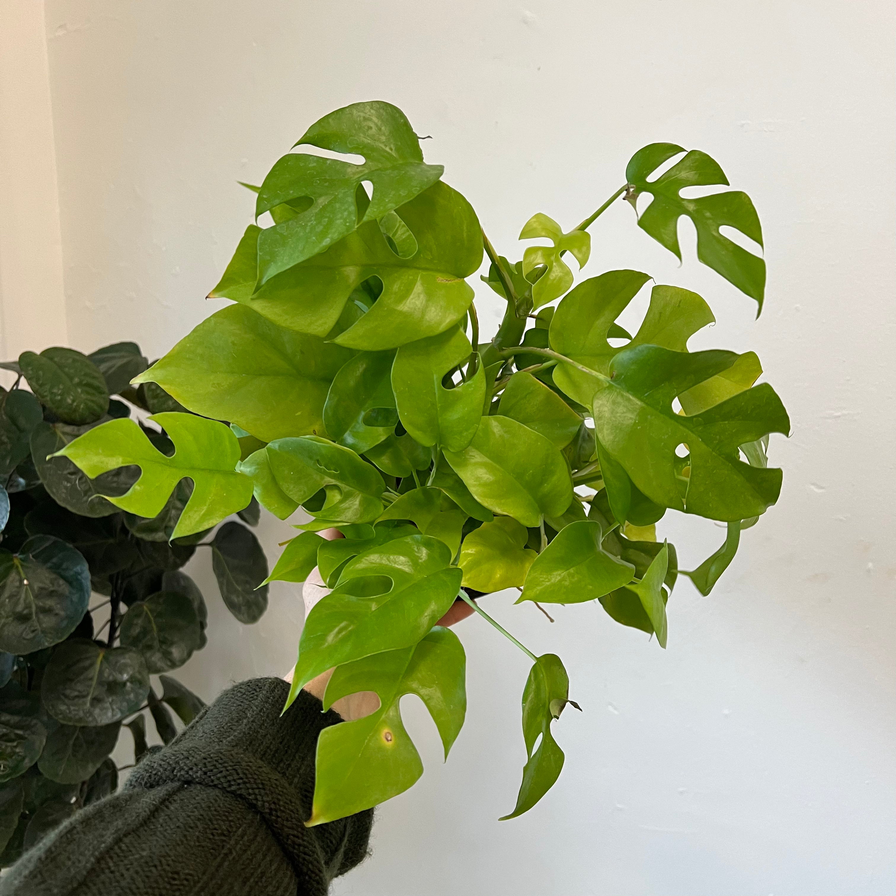 Monstera Minima Plant - Small Swiss Cheese Vine for Indoor Home Decor, Office Plants & Housewarming Gifts | Perfect for Living Rooms, Bedrooms & Workspaces