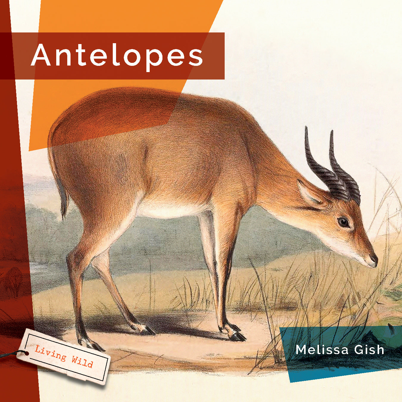 Antelopes - 9781640265943 | Wildlife Book for Nature Enthusiasts & Animal Lovers | Perfect for Research, Education & Wildlife Photography