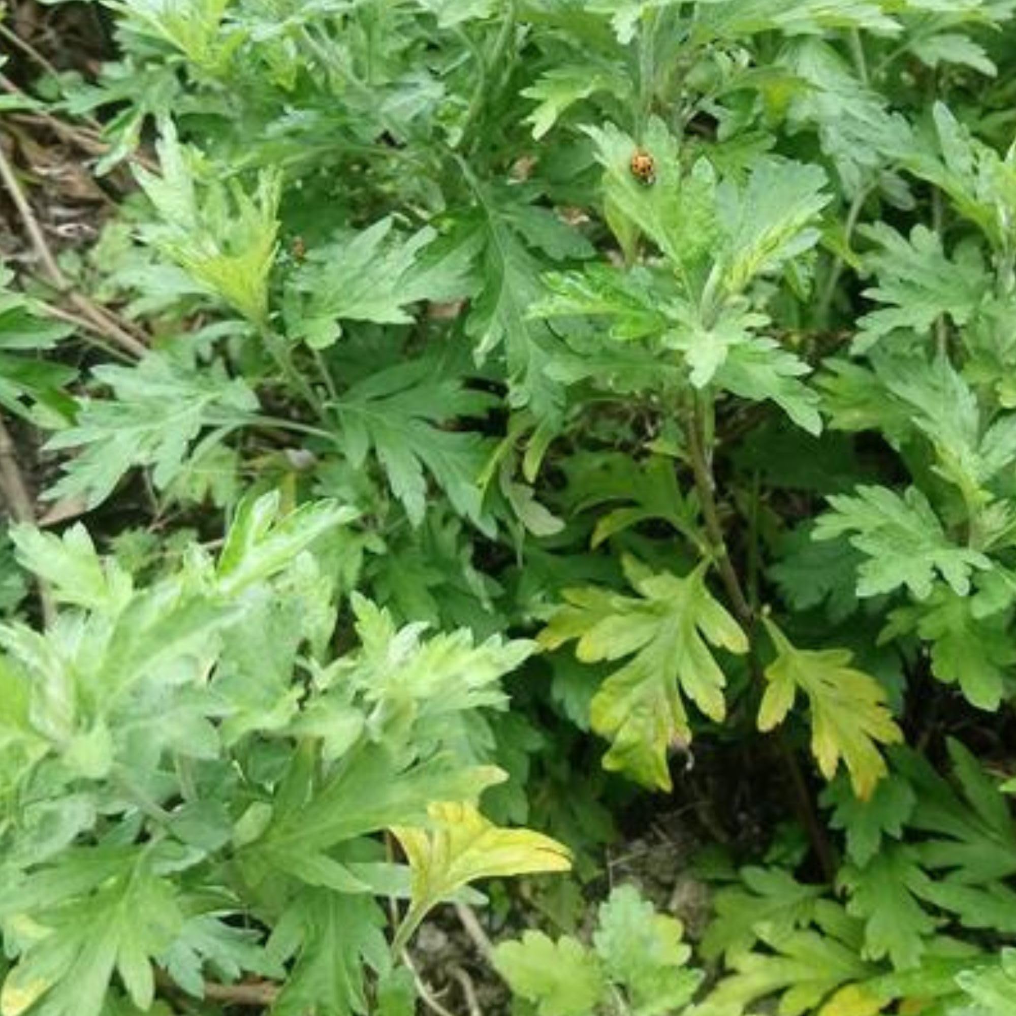 Organic Japanese Mugwort Seeds (Yomogi) - 4 Oz Pack ~222800 Non-GMO Heirloom Seeds - Perfect for Asian Herb Gardening, Tea Making & Natural Remedies