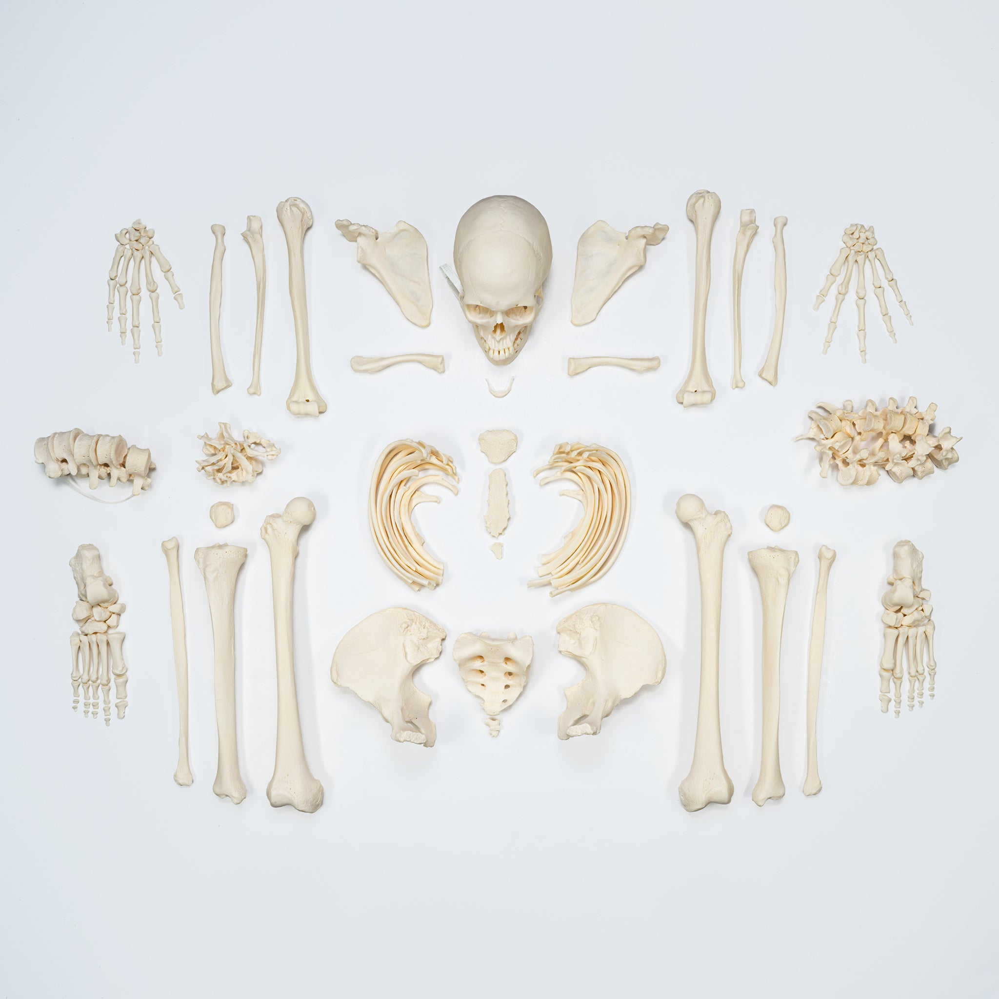 Premium Disarticulated Human Skeleton Model - Anatomically Accurate for Medical Education & Research | Perfect for Classroom, Lab & Medical Training