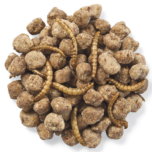 Premium Duncraft Bluebird Trail Mix - High Protein Wild Bird Food for Bluebirds & Songbirds - Attract Birds to Your Backyard or Garden
