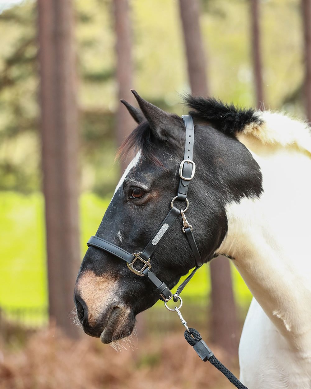 Equilibrium Stellar Headcollar for Horses - Adjustable Nylon Rope Halter with Comfort Pads - Perfect for Training, Grooming, and Trail Riding