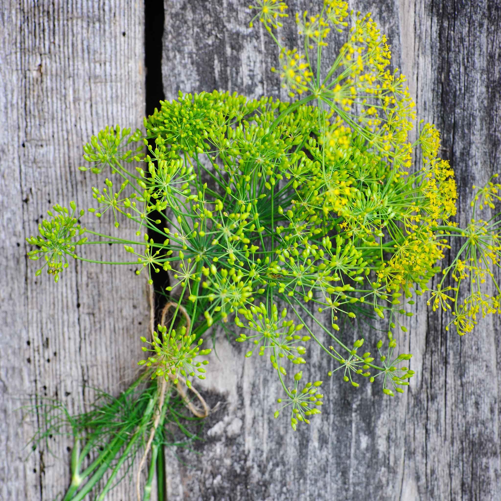 Eden Brothers Dill Seeds - Long Island Mammoth Variety | Premium Herb Seeds for Cooking, Pickling & Gardening | Perfect for Home Gardens & Culinary Use