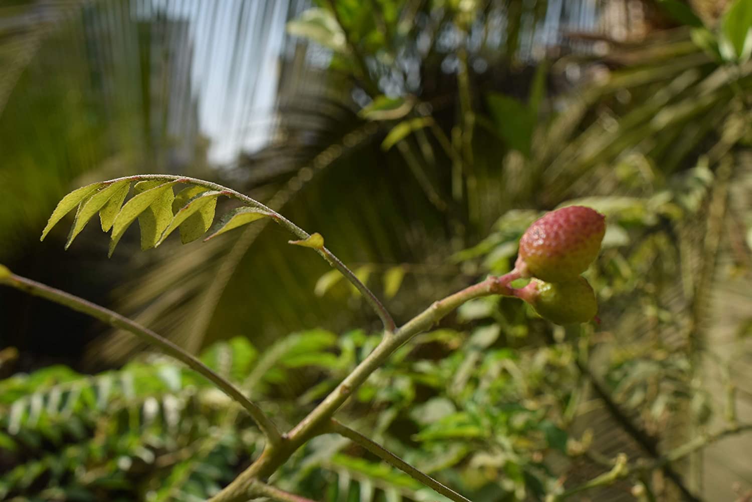 Buy Fresh Koenigii Curry Leaf Kadi Patta Live Plant for Cooking - Perfect for Indian Cuisine, Home Gardens & Herbal Remedies