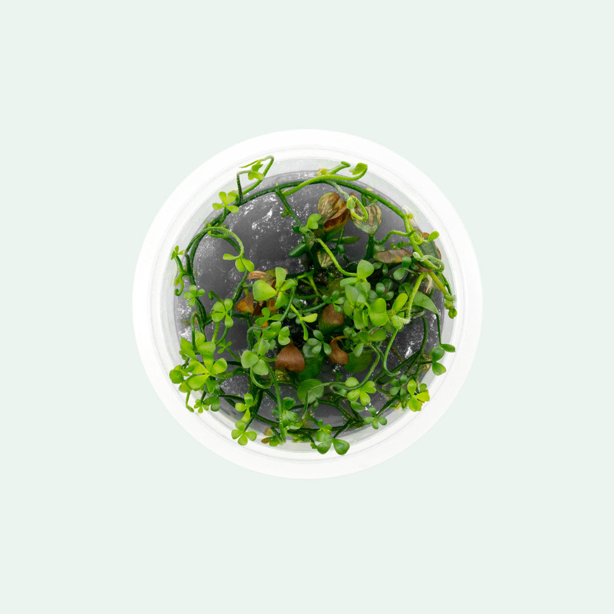 Marsilea Angustifolia Aquatic Plant for Aquarium | Live Freshwater Carpet Plant for Fish Tank Decoration | Perfect for Aquascaping and Shrimp Tanks
