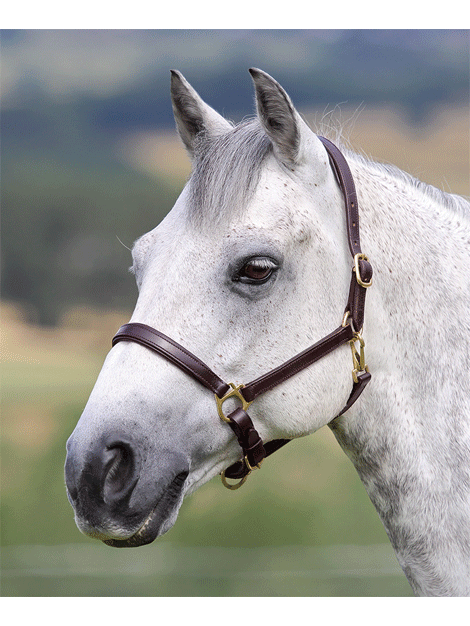 Premium Soft Leather Headcollar with Comfortable Lining - Perfect for Horse Training, Grooming, and Show Events