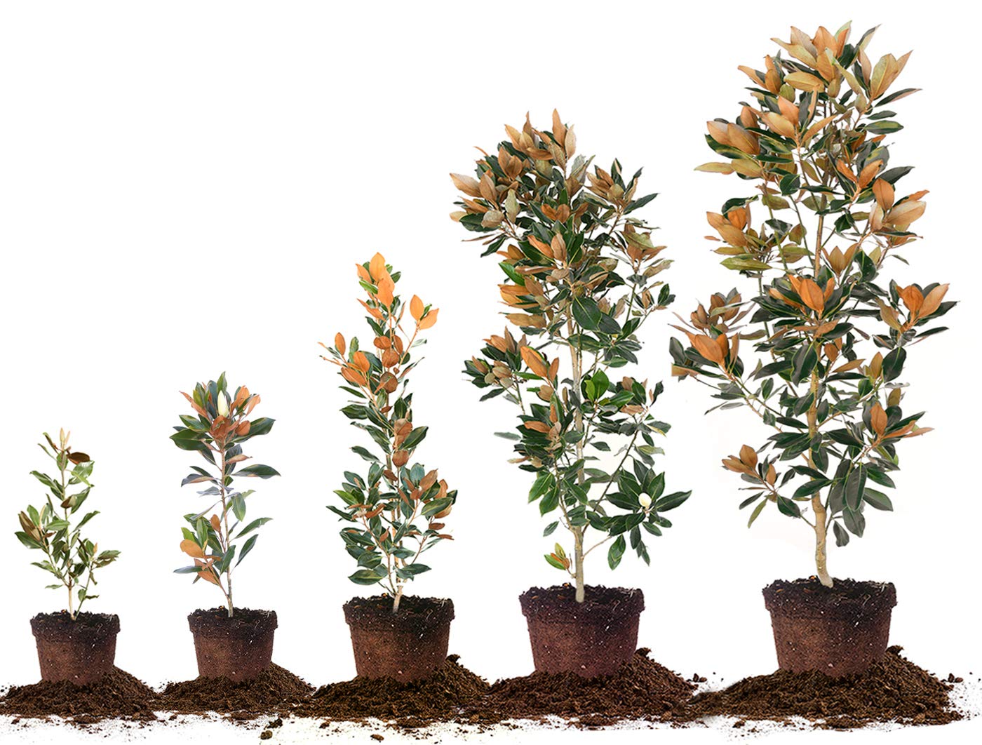 Little Gem Magnolia Live Plant (4-5 Feet Tall) - Includes Detailed Care Guide - Perfect for Landscaping, Privacy Hedges & Small Gardens