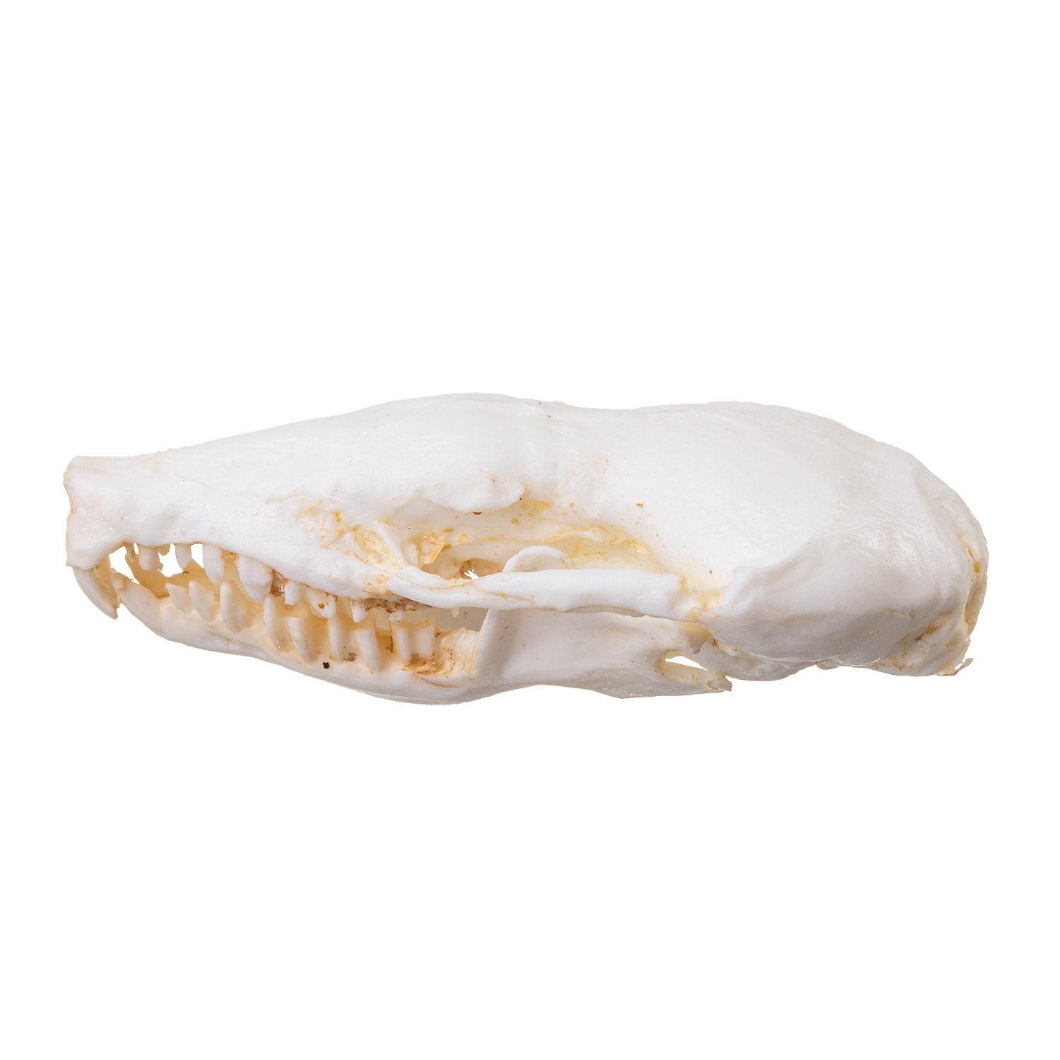Authentic Replica Eastern Mole Skull - High-Quality Animal Skull Model for Science Education, Biology Study & Taxidermy Display - Perfect for Classroom, Museum & Home Decor