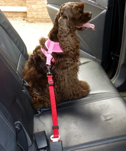 **Soft Mesh Dog Harness for Small Puppies - Adjustable & Breathable, Red - Perfect for Travel, Walking & Outdoor Adventures**