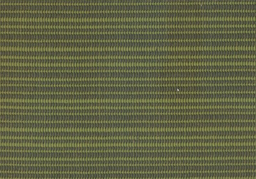 Terrace Fern