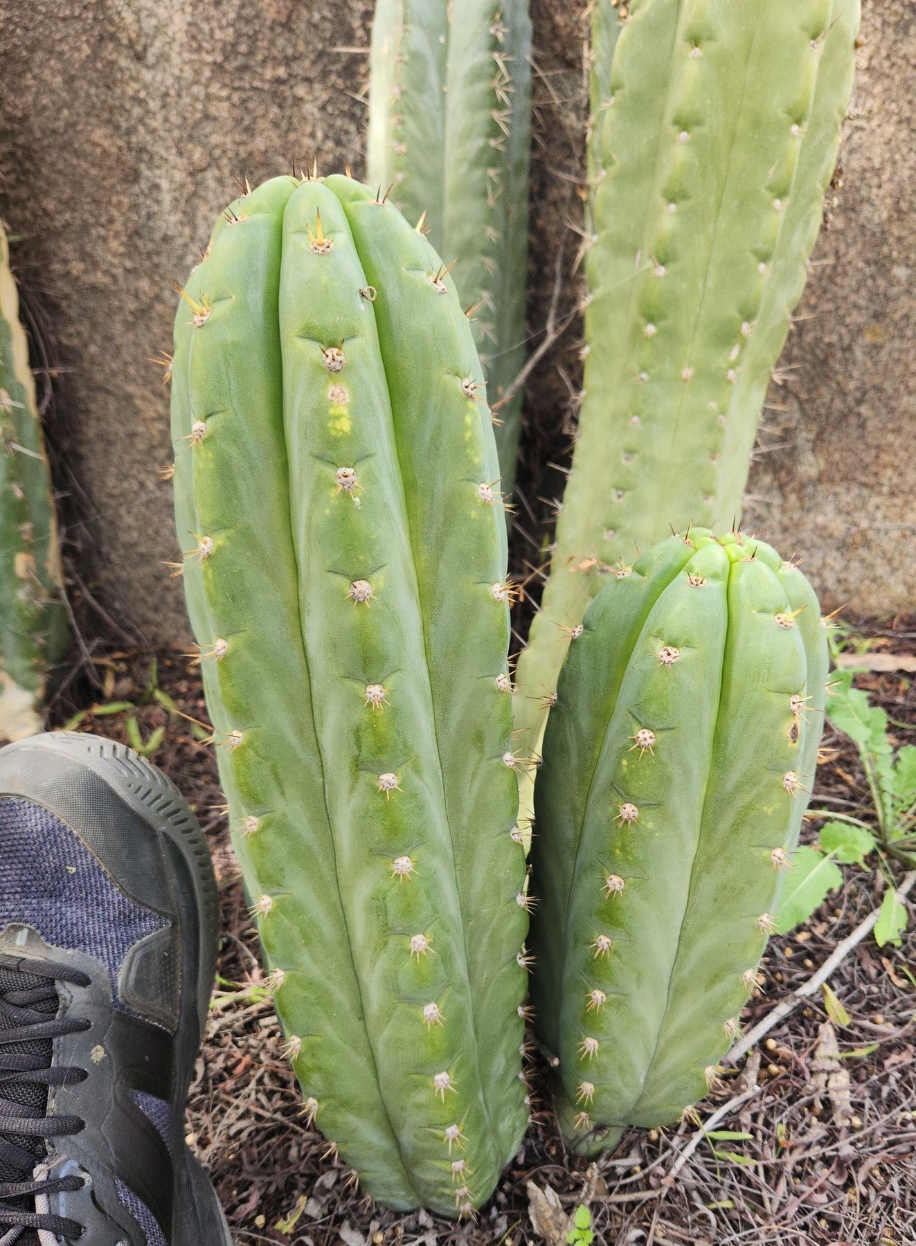 EC300 EXACT Trichocereus Pachanoi Phat Pach Cactus Cutting - Premium Live Cactus for Home Decor, Gardening & Spiritual Ceremonies