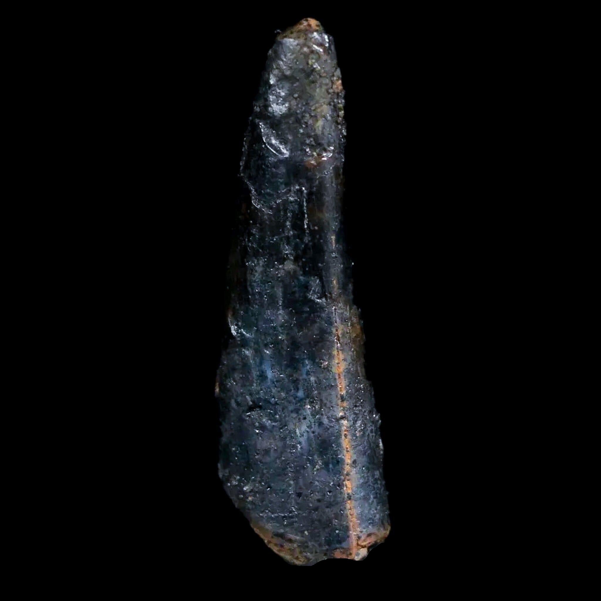 Authentic Pterosaur Coloborhynchus Fossil Tooth - Upper Cretaceous Era - Morocco - Includes COA & Display Case - Perfect for Collectors, Paleontology Enthusiasts, and Home Decor