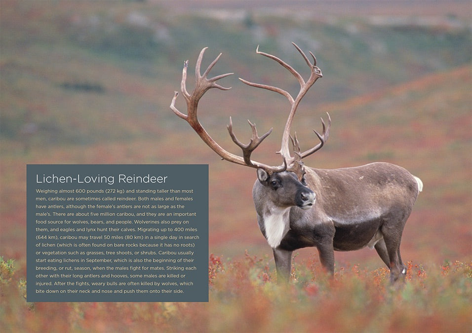 Arctic Tundra Food Chain Ecosystem - Educational Science Poster for Kids Classroom & Homeschool Learning - Perfect for Biology Teachers & Nature Enthusiasts