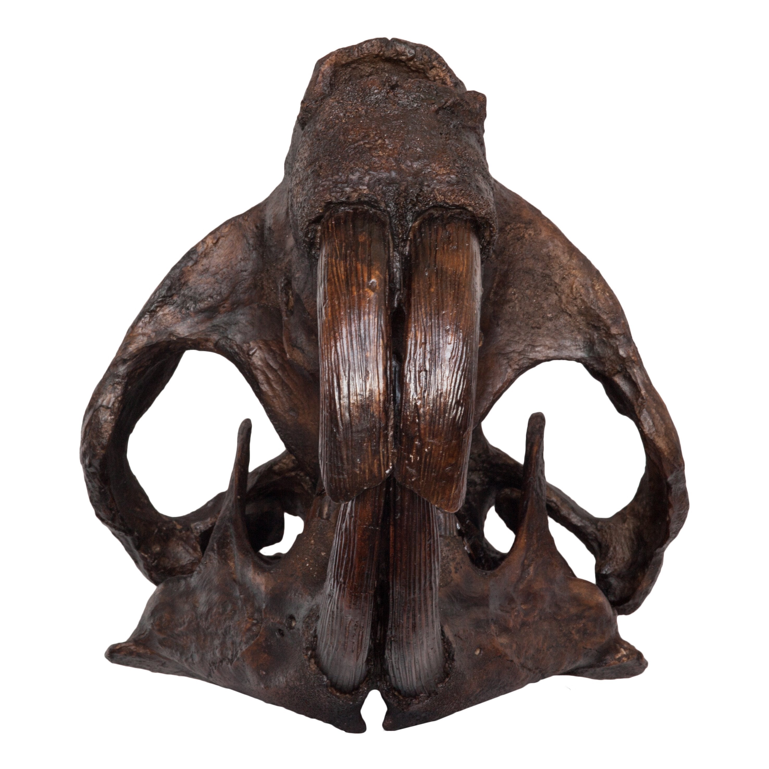 Authentic-Looking Giant Beaver Skull Replica - Lifelike Castoroides Fossil Model for Home Decor, Educational Display & Paleontology Enthusiasts