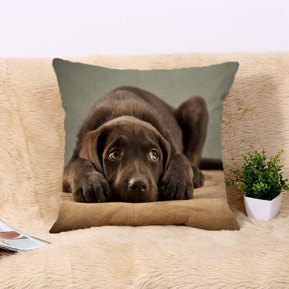 20x20 Inch Chocolate Labrador Puppy Throw Pillow Cover - Adorable Dog Decor Cushion Case for Sofa, Couch & Bed - Perfect for Living Room, Nursery & Pet Lover Gifts