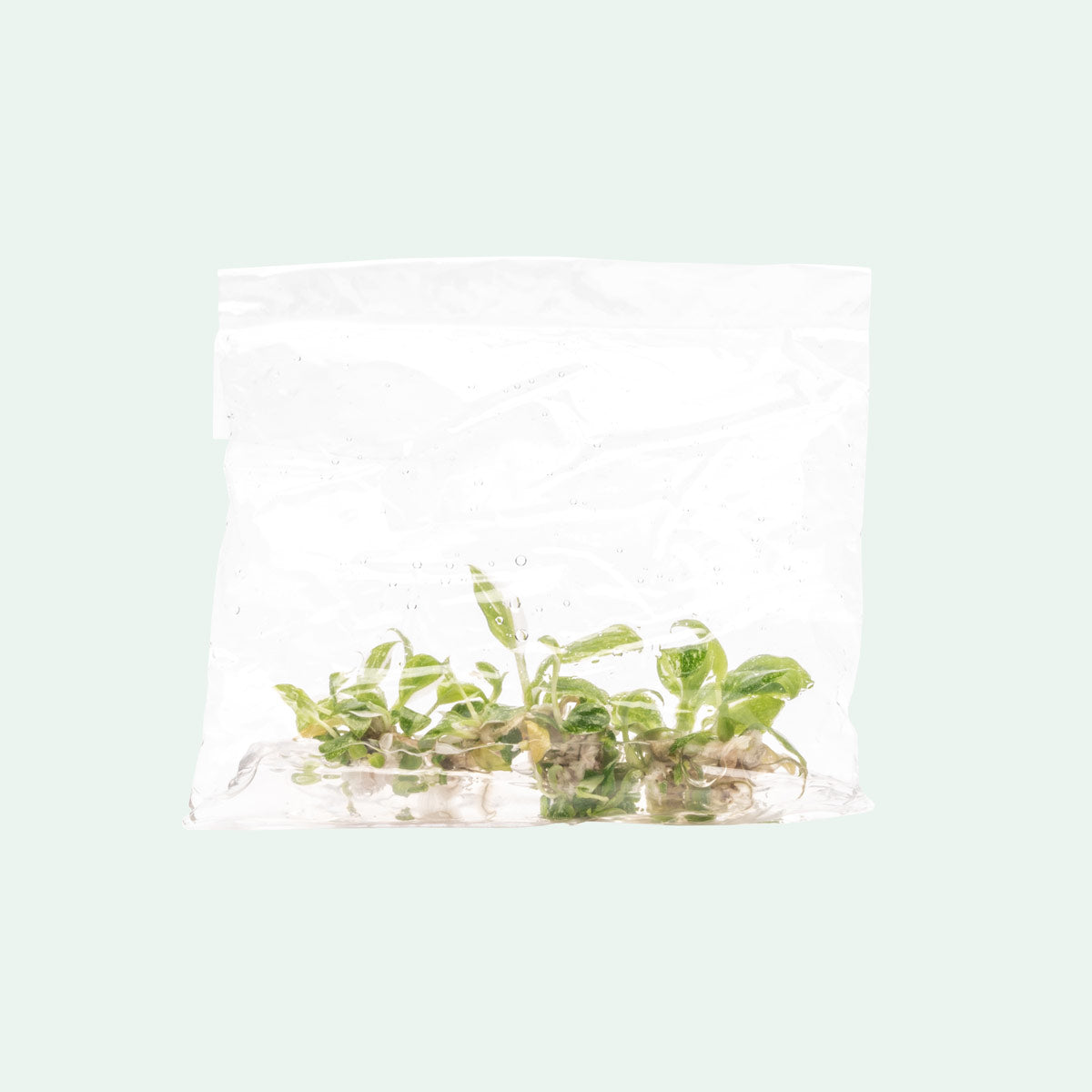 Philodendron White Princess - Rare Variegated Indoor Houseplant for Home & Office Decor | Perfect for Living Rooms, Bedrooms & Plant Lovers