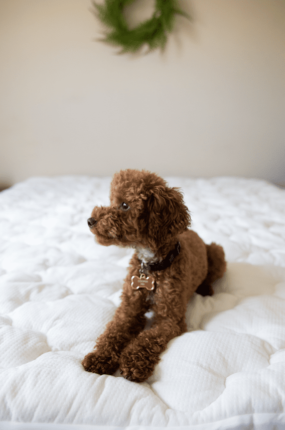 Premium Bamboo Mattress Topper by Pillowtex - Cooling, Hypoallergenic & Breathable for Better Sleep - Perfect for Hot Sleepers, Allergy Sufferers & Back Pain Relief
