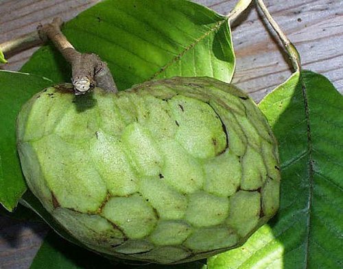 Fresh Annona Cherimola Seeds - Exotic Chirimoya Custard Apple for Home Gardening & Tropical Fruit Cultivation - Perfect for Organic Gardens, DIY Planting, and Gourmet Cooking