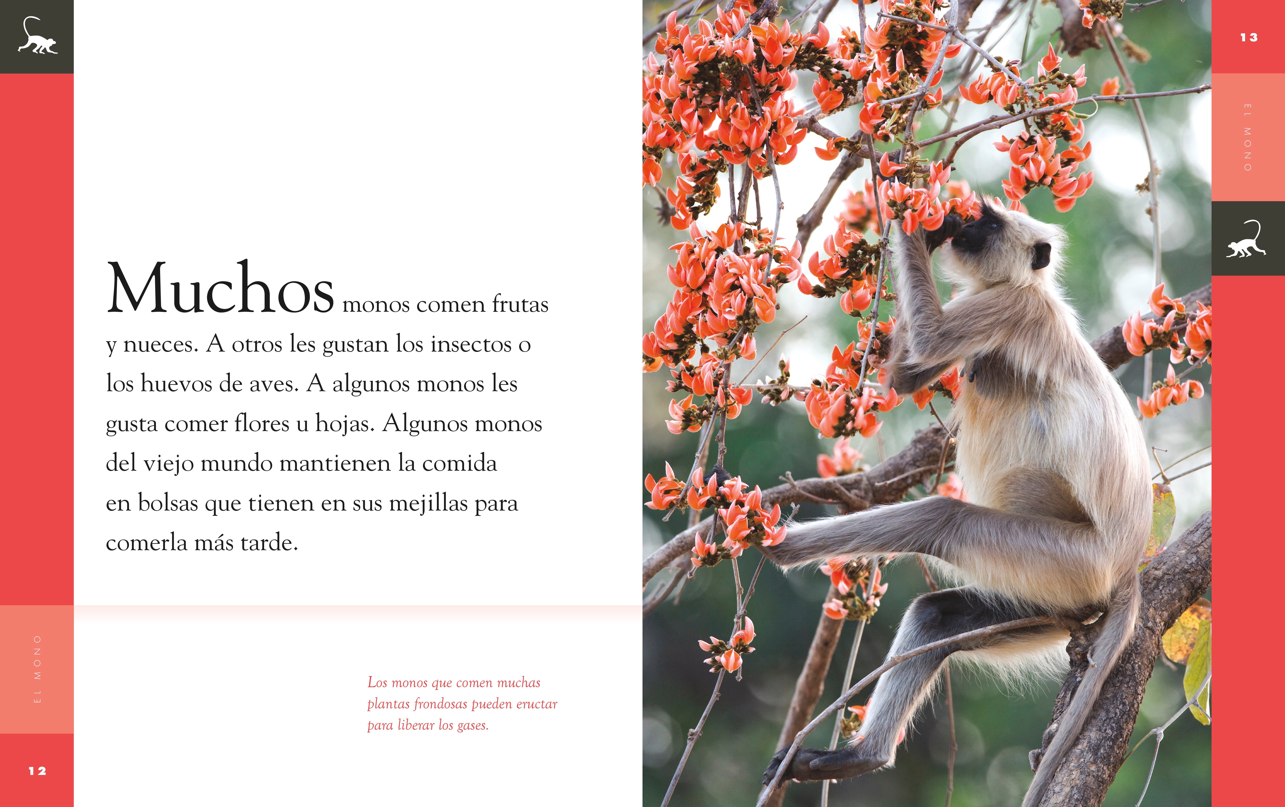 El Mono 9781640262638 - Bilingual Children's Book for Early Learning & Storytime | Perfect for Home, Classroom & Library Reading