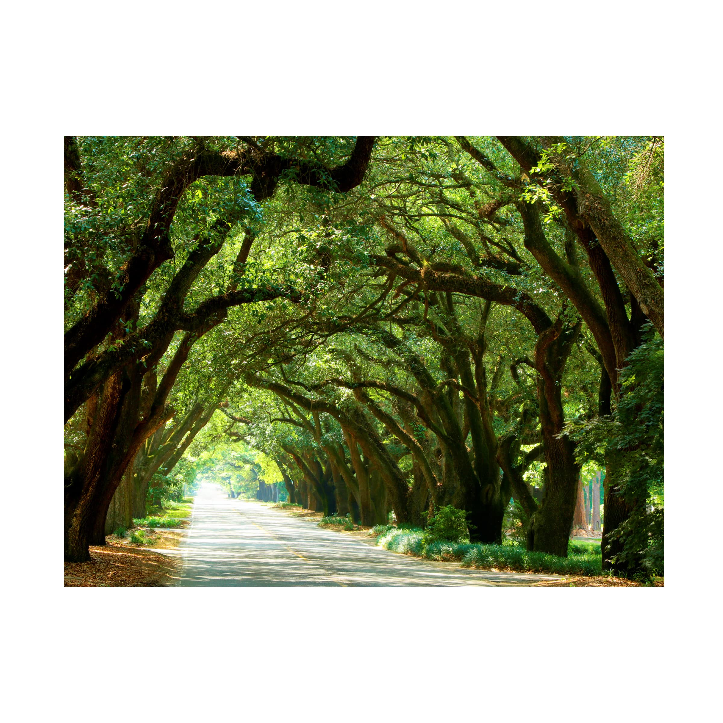 James McLoughlin 'Canopy Road I' Canvas Wall Art Print - 14x19 Inches - Modern Landscape Painting for Living Room, Bedroom & Office Decor