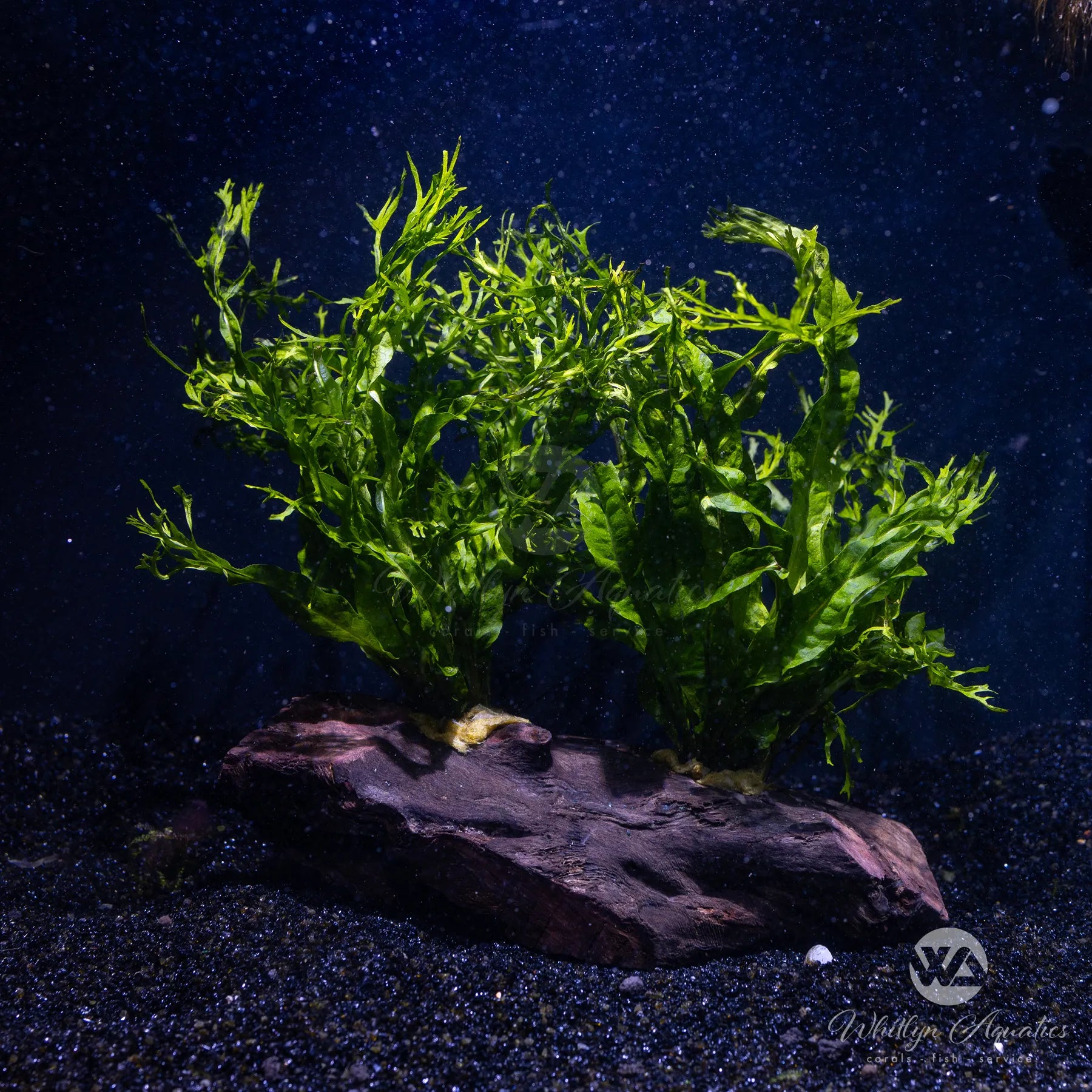 Java Fern on Pterocapus Wood - Microsorum Windelov 7 Inch Live Aquarium Plant for Fish Tank Decoration & Aquascaping
