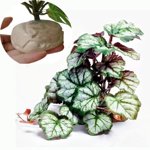 Green Heuchera Micrantha