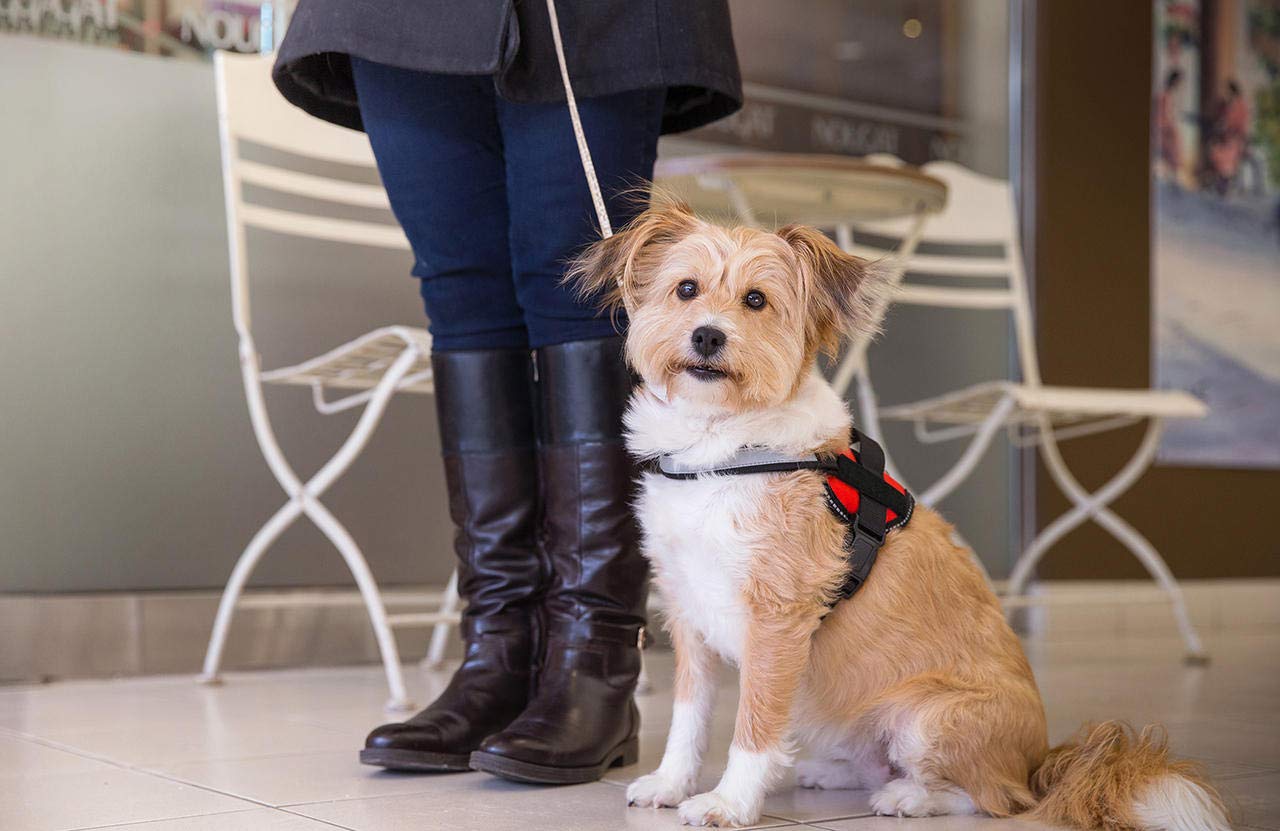 No Pull Dog Harness for Small & Large Dogs - Adjustable Reflective Pet Harness with Hook (XS, 16.5-21.5