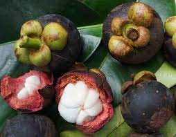 65pcs Mangosteen Fruit Seeds for Planting - Non-GMO, Organic, High Germination Rate - Grow Exotic Tropical Fruit at Home, Garden, or Greenhouse