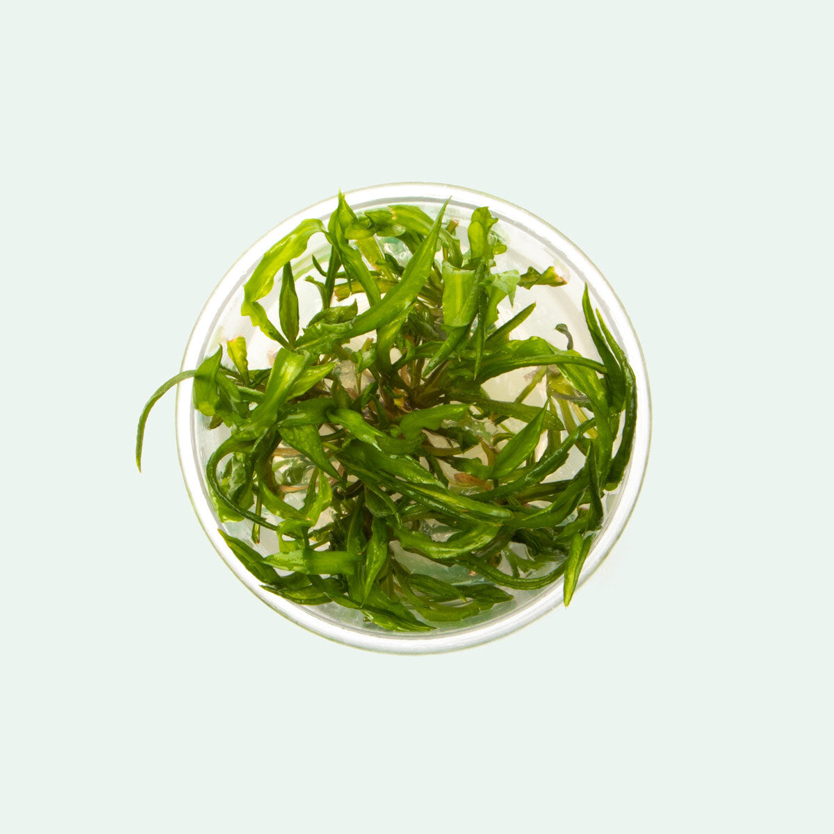 Cryptocoryne Balansae Aquatic Plant for Aquariums - Live Freshwater Plant for Fish Tanks, Ponds & Aquatic Gardens - Perfect for Aquascaping & Natural Habitat Setup