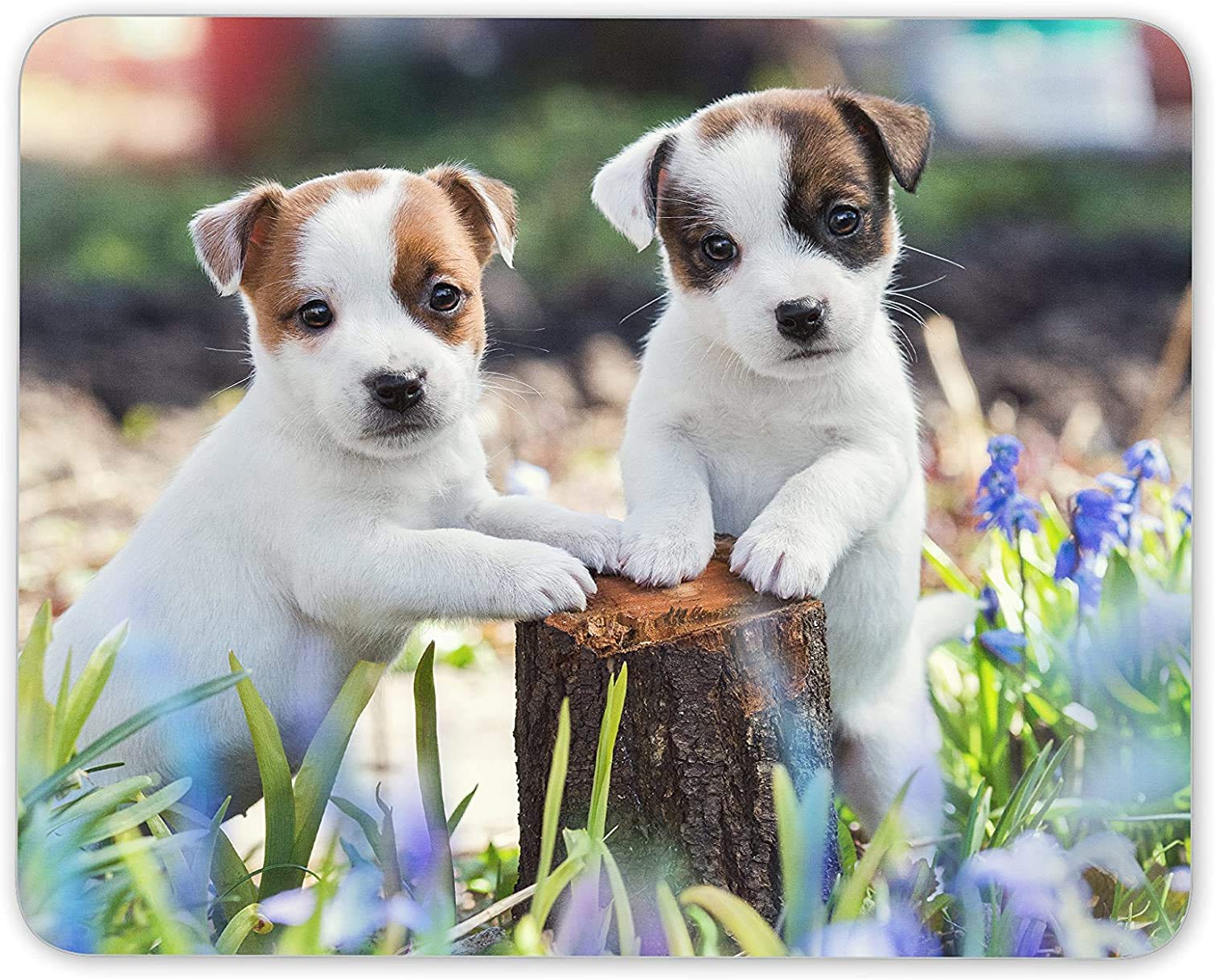 7.1 x 8.7 Inch Cute Jack Russell Puppies Mouse Pad - Non-Slip Gaming Mouse Mat for PC, Laptop, Computer - Perfect Gift for Dog Lovers & Office/Home Workspace