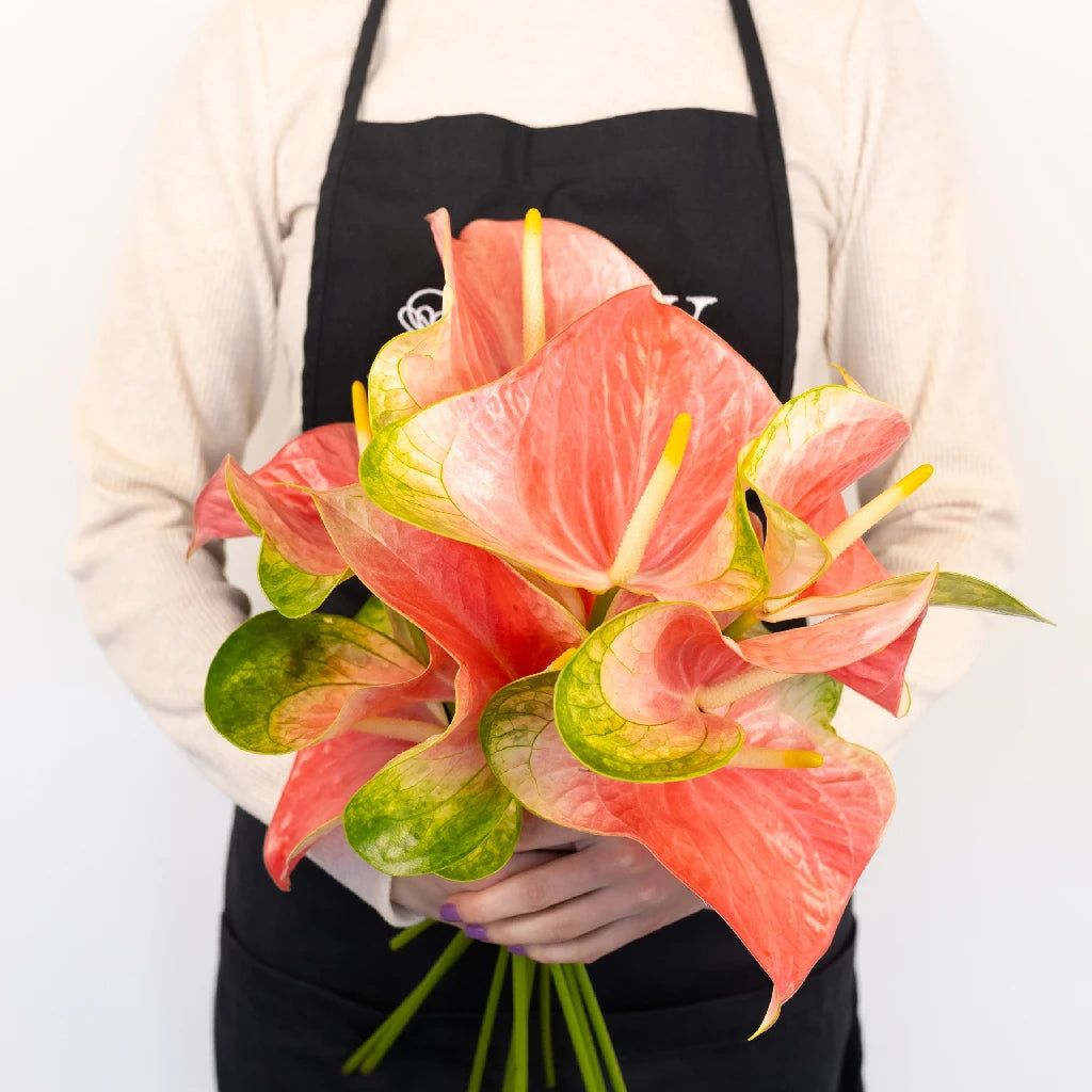 Anthurium Energetic Pink Obake Flower - Exotic Tropical Houseplant for Home Decor, Office & Wedding Centerpieces