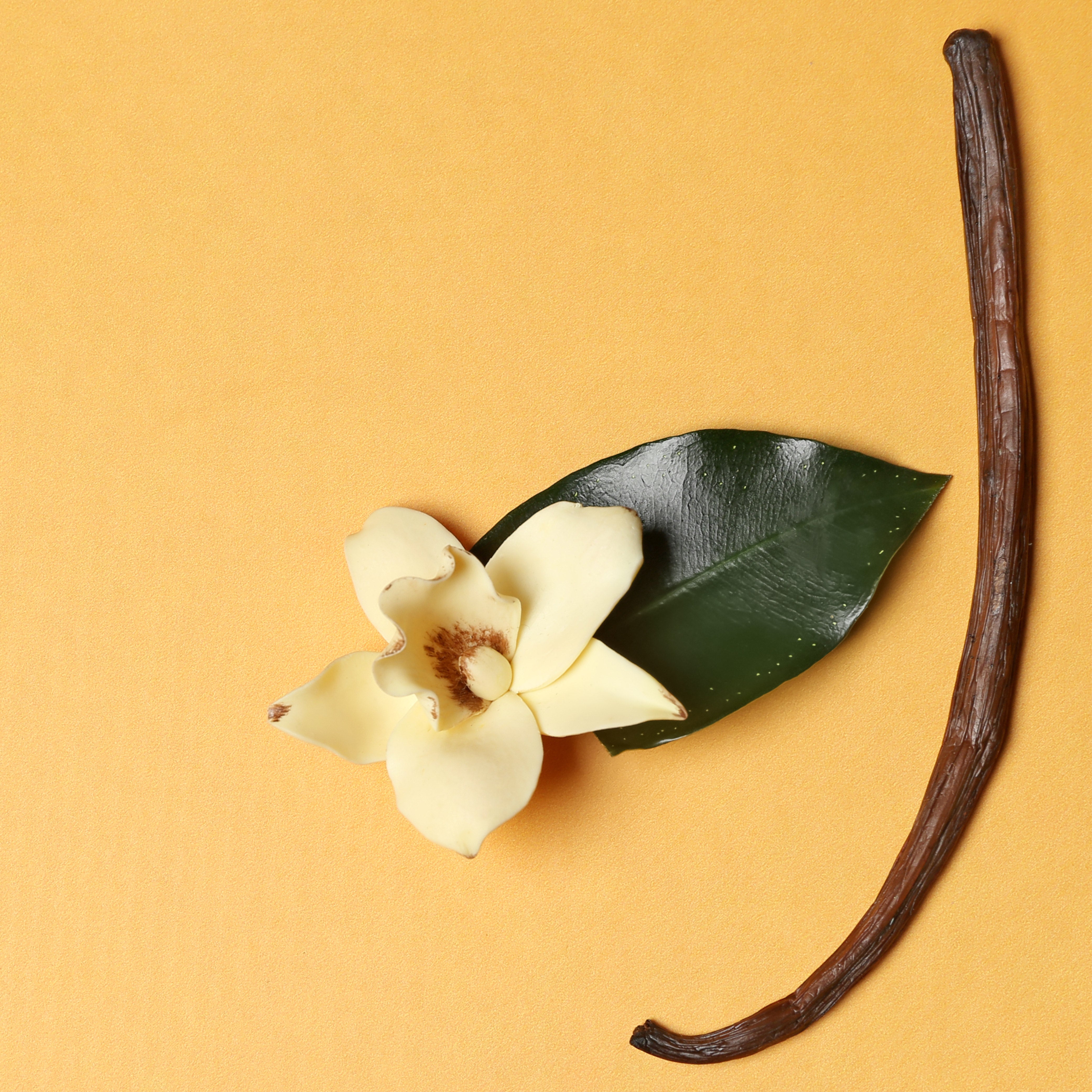 Vanilla Fragrance Oil for Soaps & Candles - No.70 Essential Oil for Home Aromatherapy, DIY Projects & Odor Elimination - Perfect for Bath, Spa, Relaxation and Gift Giving