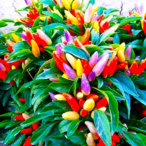 Decorative Pepper Masquerade Ornamental Hot Chili Pepper Seeds - 25+ Multicolor Seeds for Planting, Ideal for Pots & Container Gardening | Perfect for Home Gardens, Balconies & Gift Giving