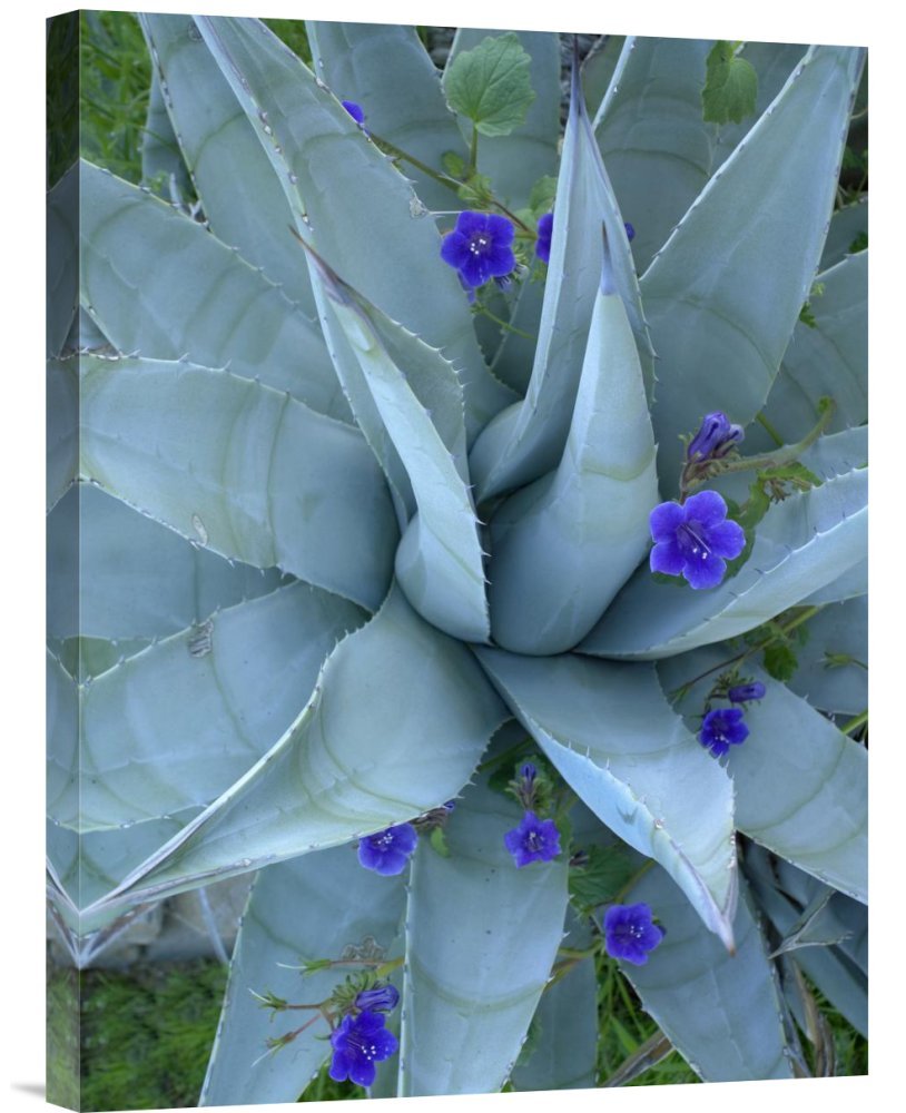 Bluebell and Agave Canvas Wall Art Print - Tim Fitzharris North America Landscape Gallery Wrap Giclee - Perfect for Living Room, Bedroom & Office Decor