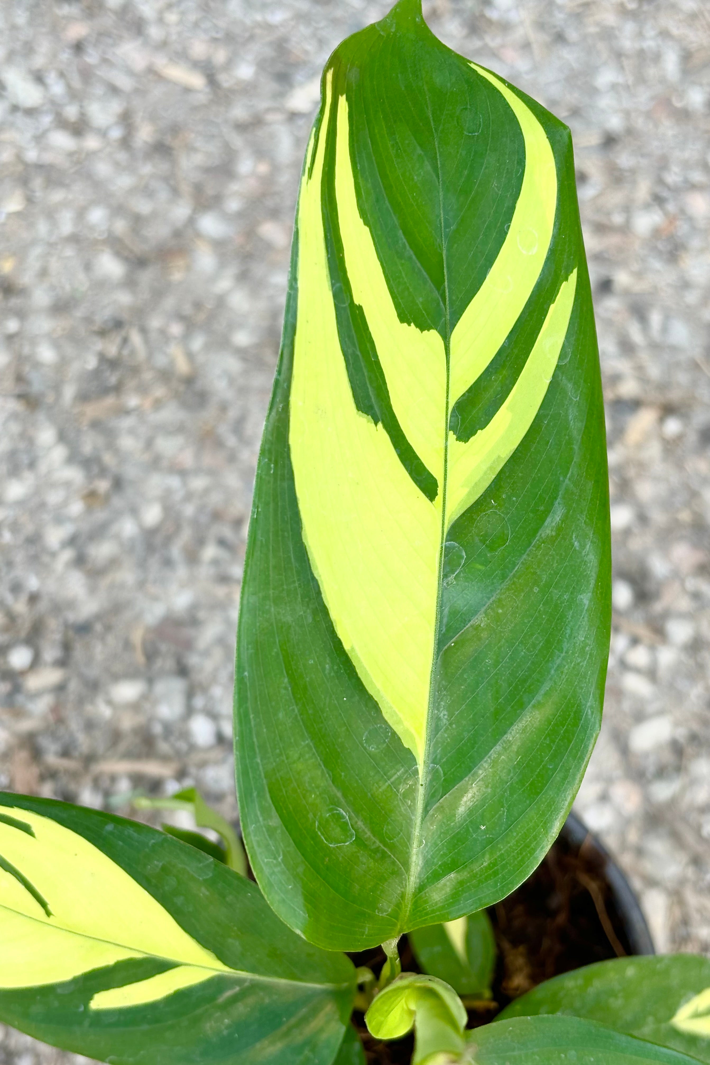 Buy Ctenanthe Lubbersiana - 4