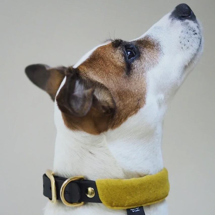 yellow mustard