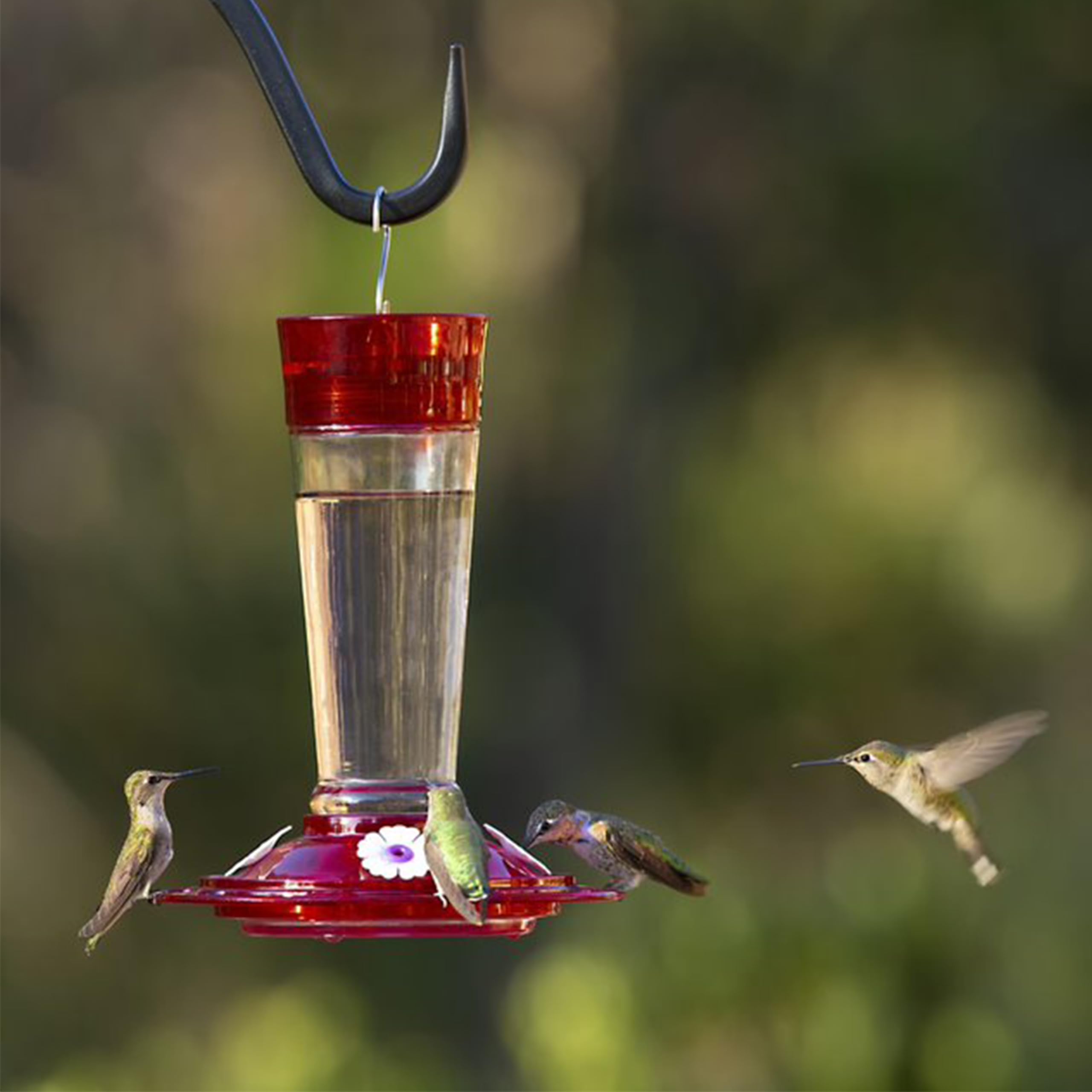 More Birds Bird Health+ Ruby Hummingbird Feeder - 10oz Glass Outdoor Hummingbird Feeder with 4 Feeding Stations, Attracts Hummingbirds to Your Garden (Ruby Red) - Perfect for Backyard, Patio, and Bird Watching Enthusiasts