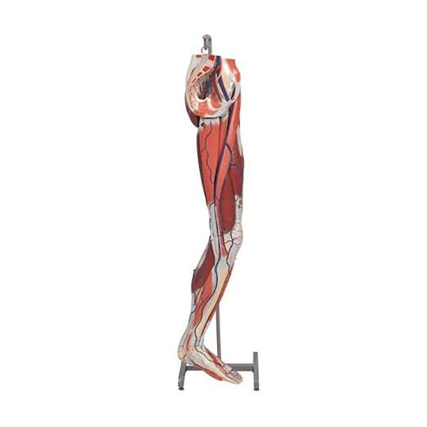 Dissectible Leg Musculature Anatomy Model - A3D Human Muscle Structure for Medical Students & Physical Therapists - Perfect for Classroom Demonstrations & Clinical Studies