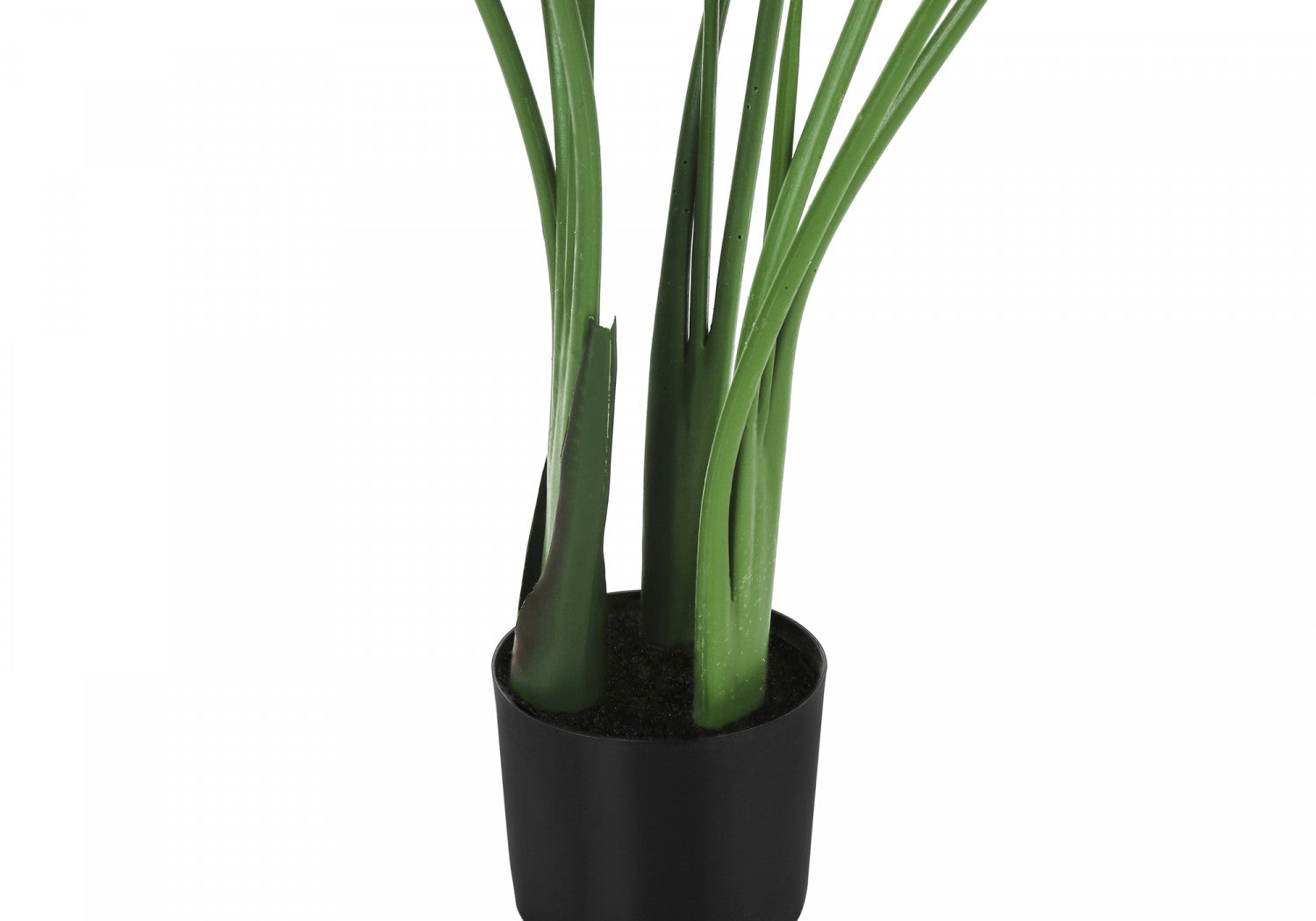 44 Bird of Paradise Plant with 5 Black Pots - Tropical Indoor/Outdoor Decor for Home, Office & Garden