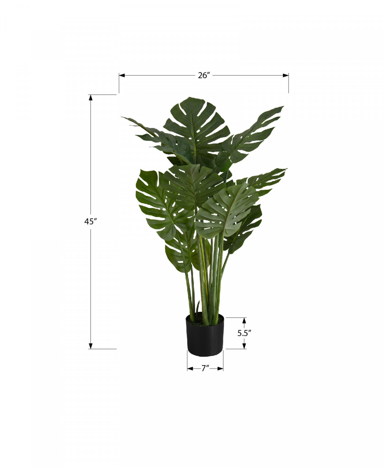 45 Monstera Deliciosa Swiss Cheese Plant with 6 Black Nursery Pots - Indoor Houseplant for Home Decor, Office, Living Room & Bedroom