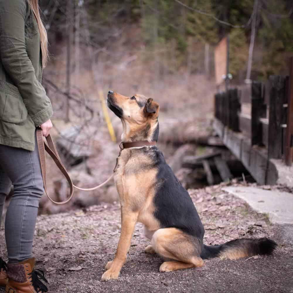 Premium Genuine Leather Dog Leash - Durable & Adjustable Pet Walking Lead for Small Medium Large Dogs - Perfect for Daily Walks, Training & Outdoor Adventures