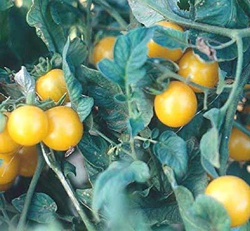 Organic Galina's Cherry Tomato Seeds - Non-GMO, Heirloom Variety from Siberia - Sweet & Juicy (10 Seeds) - Perfect for Home Gardens, Containers & Fresh Salads