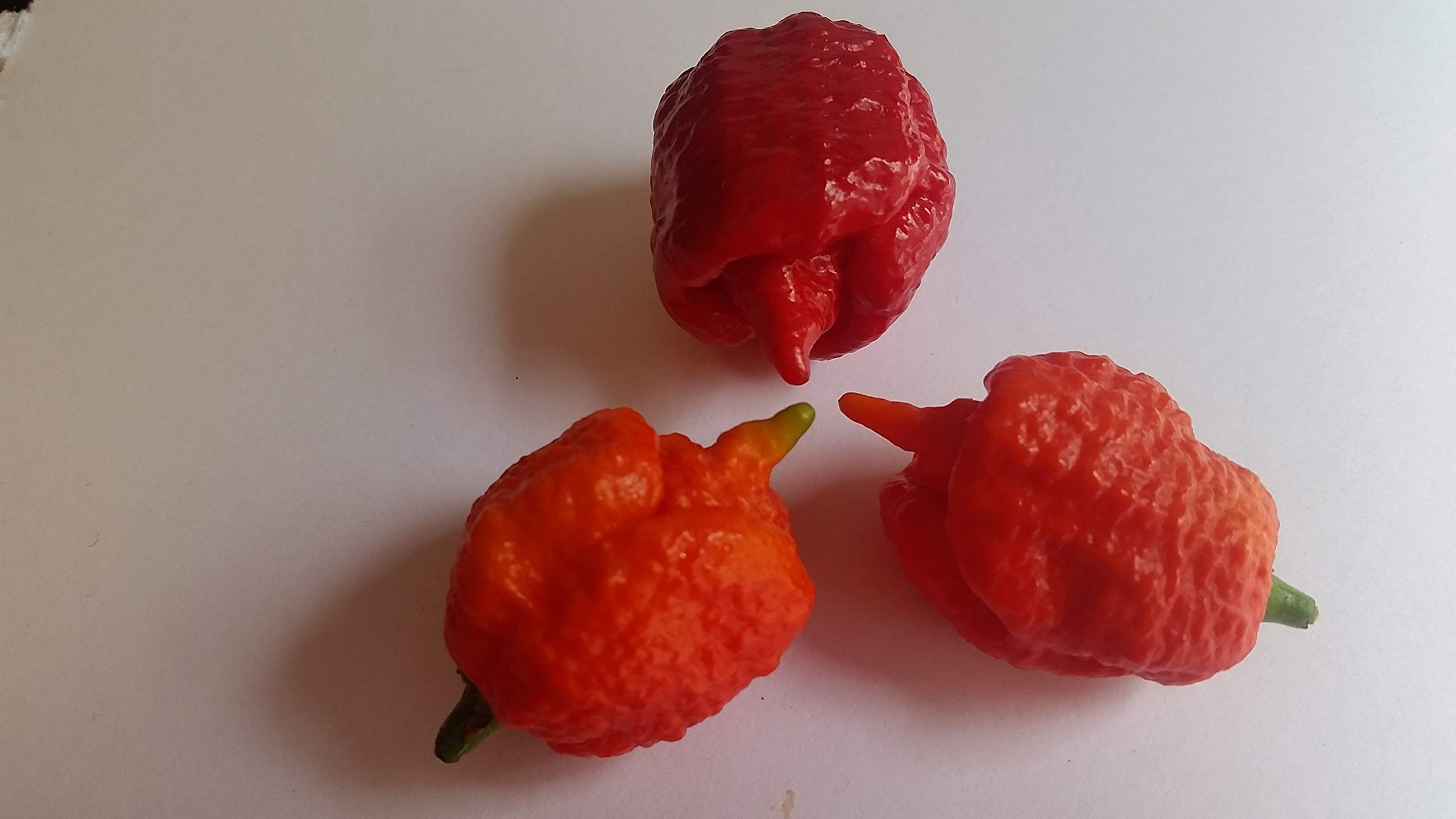 7 Pot Brain Strain Red Pepper Seeds - Super Hot Chili Seeds for Home Gardening, Cooking & Spicy Food Lovers