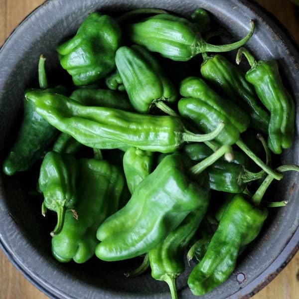 Padron Hot Pepper Seeds - 1 Ounce | Heirloom, Open-Pollinated Vegetable Seeds for Easy Growing & Container Gardening - Perfect for Home Gardens, Salsas & Pickling