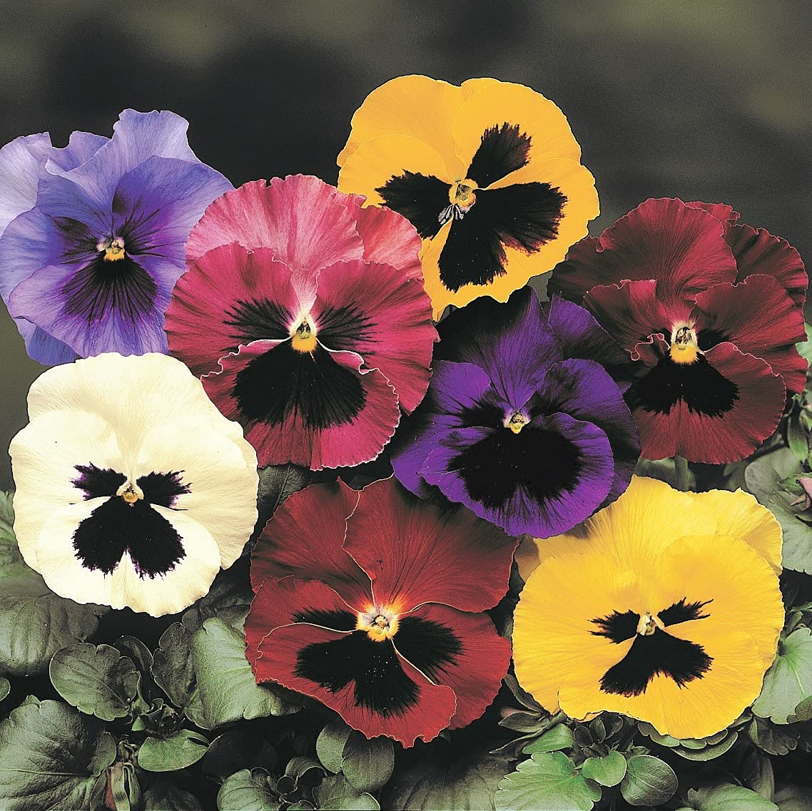 Viola Swiss Mix Pansy Seeds - Non-GMO Biennial Flowers for Outdoor Garden Planting & Cutting | Perfect for Flower Beds, Borders & Container Gardening