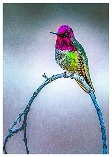 Hummingbird Birthday Card - Happy Birthday Greeting Inside | Perfect for Birthdays, Anniversaries & Special Occasions