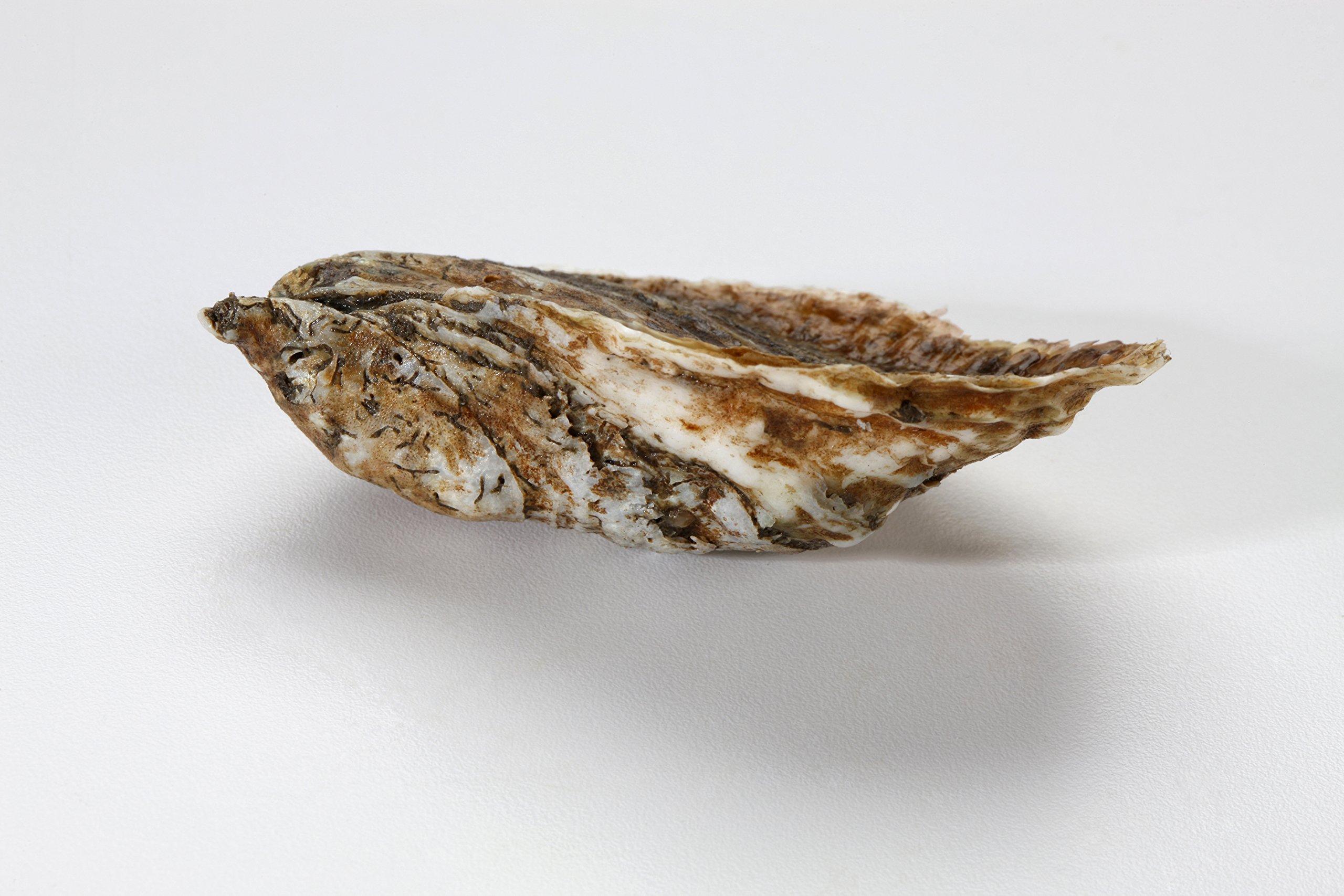 50 Fresh Oysters with Free Shucking Knife - Premium Live Oysters for Cooking, Grilling & Seafood Lovers