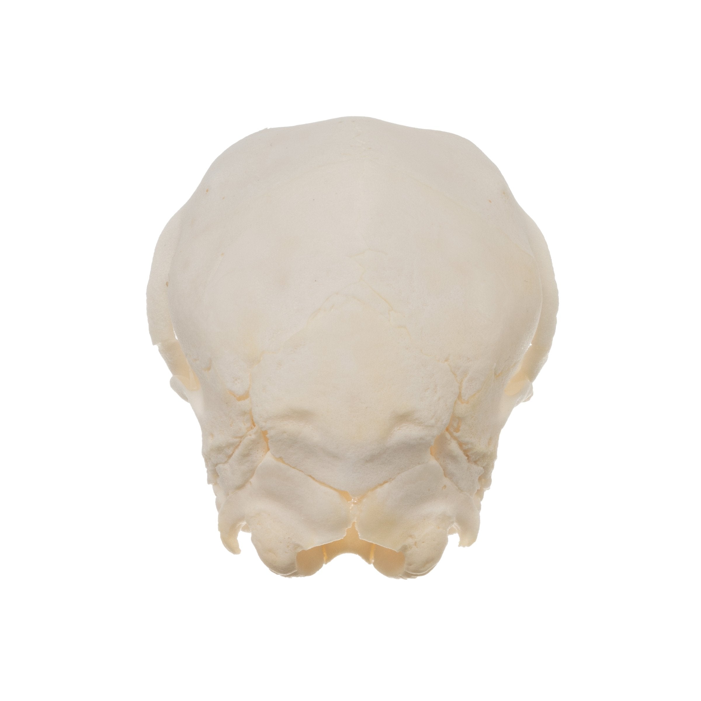 Real Domestic Goat Skull - Authentic Fetal Goat Skull Specimen for Taxidermy, Oddities Collection & Gothic Decor | Perfect for Halloween, Witchcraft Altars & Dark Academia Aesthetics